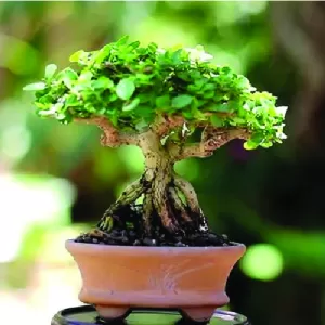 Bonsai