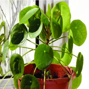 Chinese Money Plant