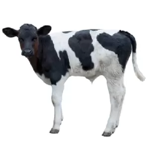 Jasri Baby cow