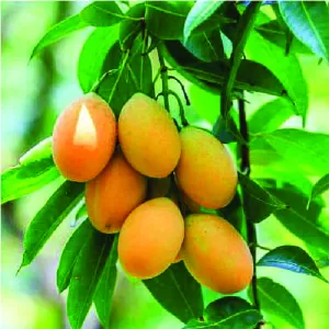 Mango Himsagar Plant