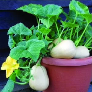 Butternut Pumpkin - Plant