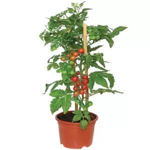 Tomato Tree